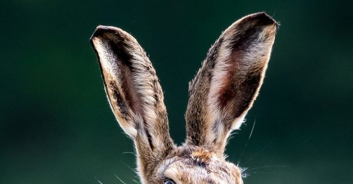 Голова зайца фото