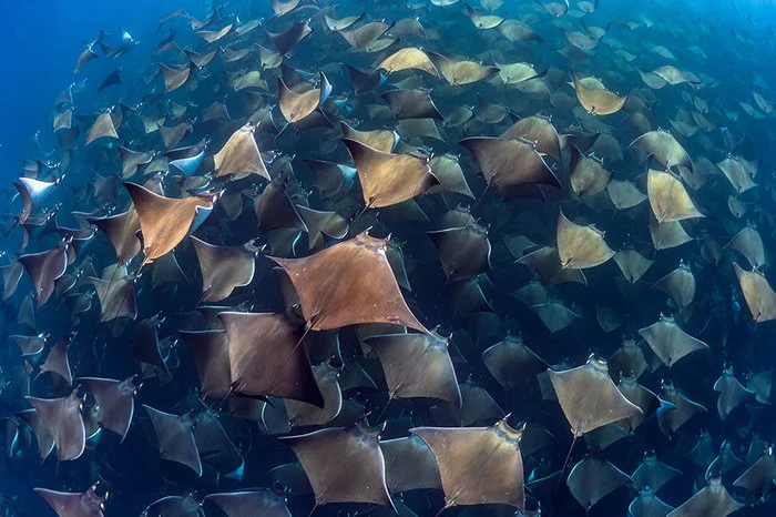 Конкурс подводной фотографии Ocean Art 2019 Фотография, Природа, Boredpanda, Длиннопост