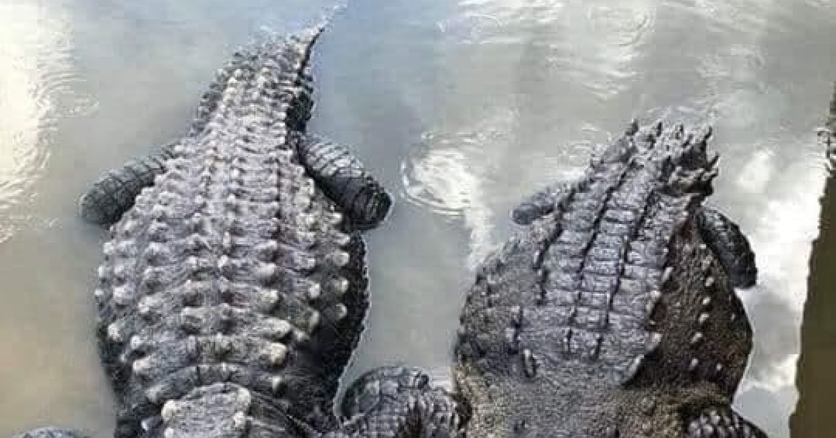 Крокодила Ебать Будем