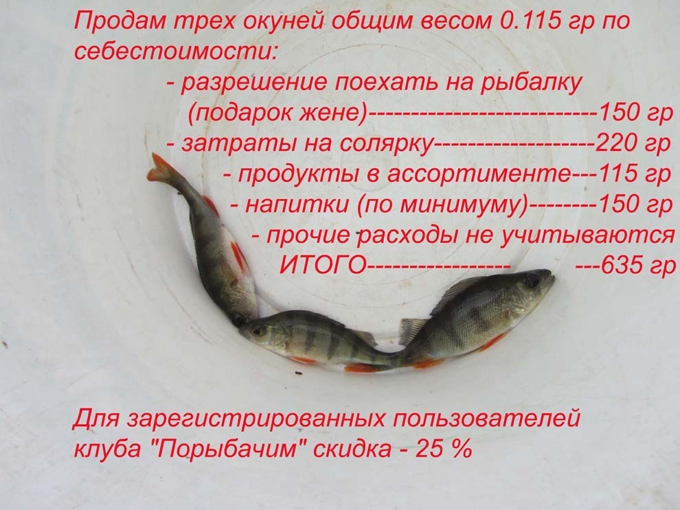 2 окуня. Продам окуня по себестоимости. Продам двух окуней по себестоимости. Продается окунь по себестоимости. Рыбалка объявление.