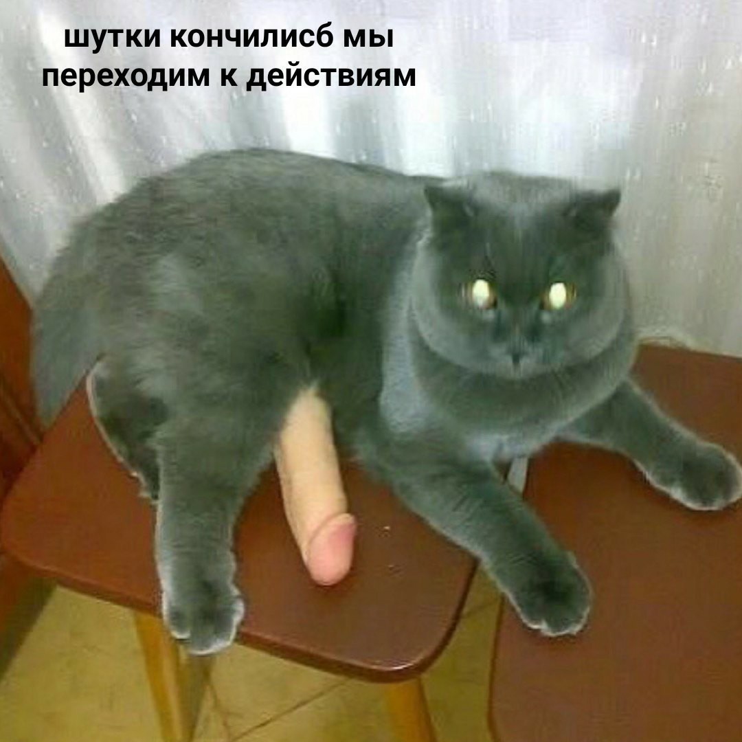 Кот Половые Органы Фото