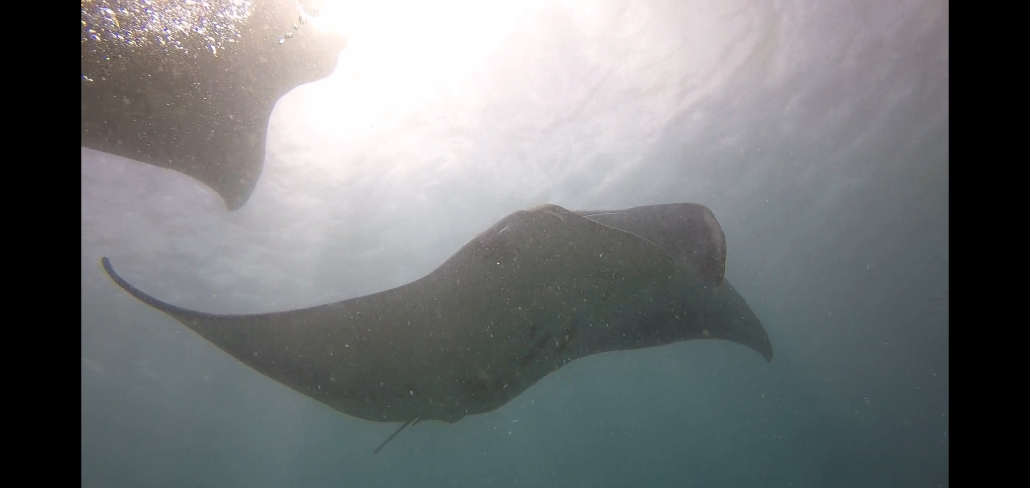 Манта или морской дьявол (Manta birostris или Mobula birostris) | Пикабу