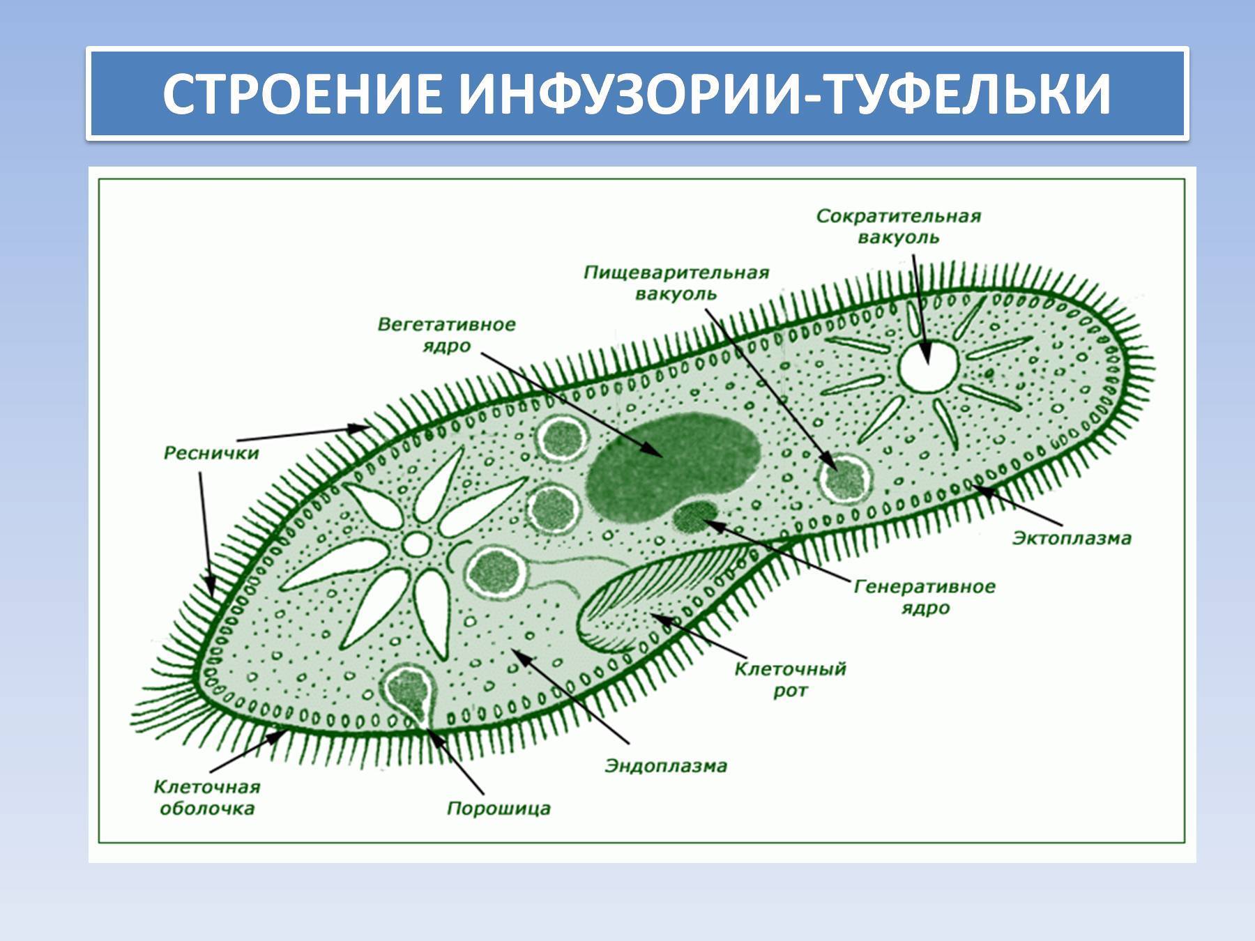 Инфузория туфелька жгутиконосцы. Сократительная вакуоль инфузории туфельки. Строение инфузории 7 класс. Вегетативное ядро инфузории туфельки.