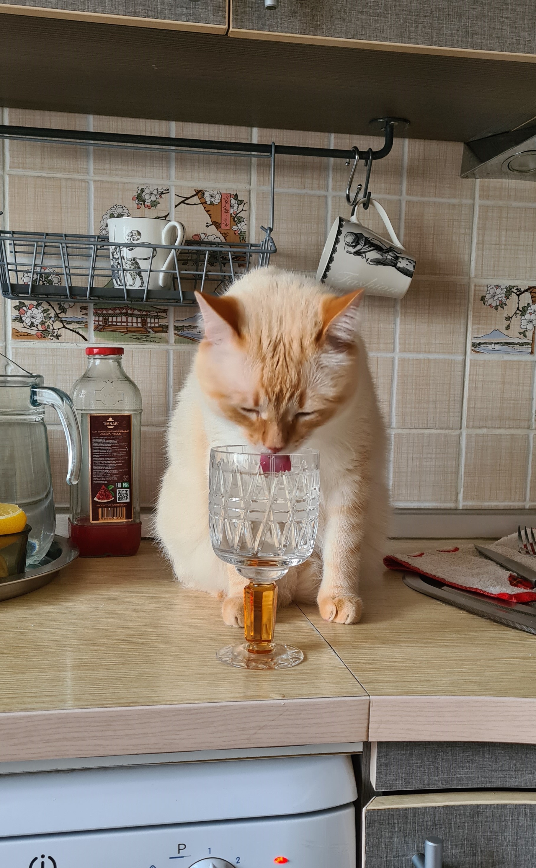 Как научить котёнка пить воду? | Пикабу
