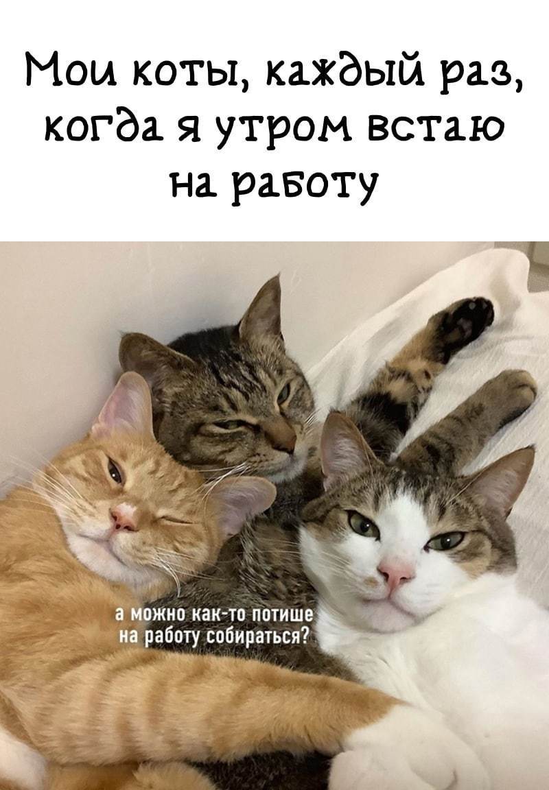 Взгляд, когда уходишь на работу с утра: «До свидания, мистер лох» | Пикабу