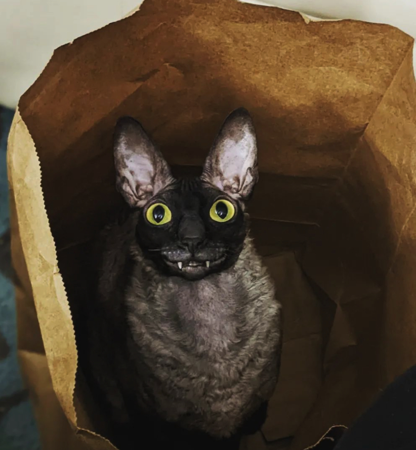 Саблезубый кот | Пикабу