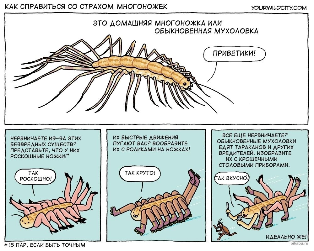 Прости меня сороконожка :( | Пикабу