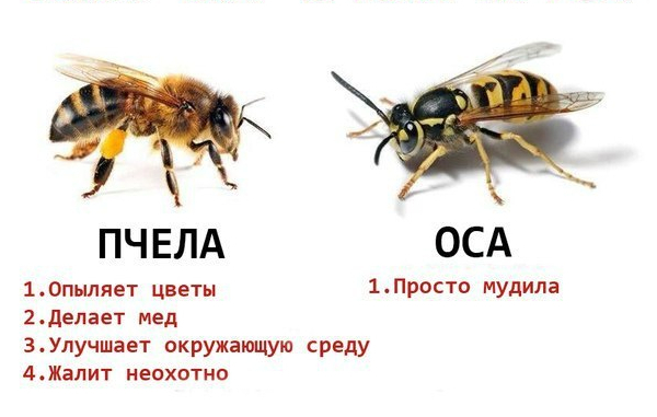 В чём разница «укуса» пчелы и осы? Как устроено их жало, как происходит  атака и как работает их яд? | Пикабу