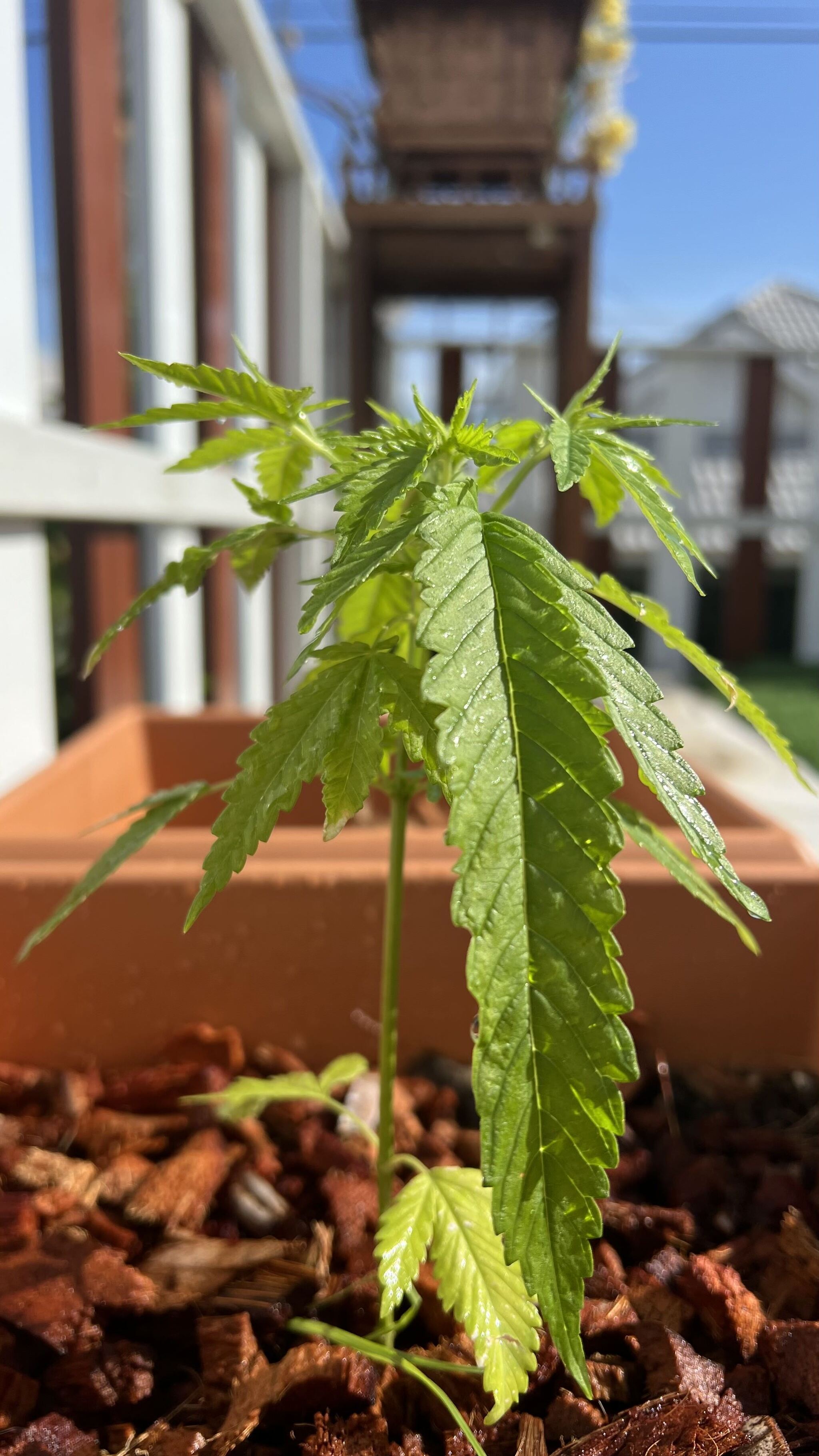 Растение идентичное конопле вред от курения марихуана