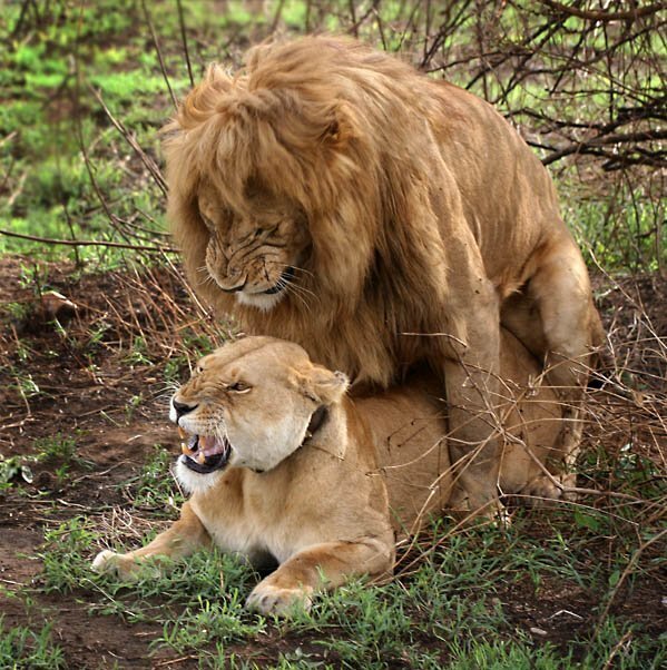 Порно льва и львицы порно видео