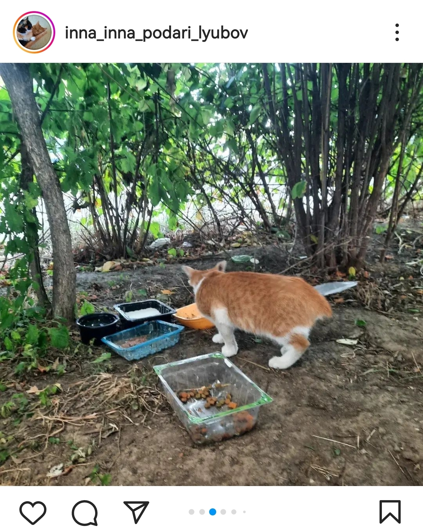 Мэнкс: Кошка, которой Ной прищемил хвост. Необычная островная порода, у  которой хвост может отсутствовать полностью! | Пикабу