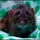 Аватар сообщества "Крысиные Хроники"