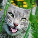 Аватар сообщества "картинки с котами"