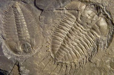 сколько весит беконайзер в бургер кинг. Смотреть фото сколько весит беконайзер в бургер кинг. Смотреть картинку сколько весит беконайзер в бургер кинг. Картинка про сколько весит беконайзер в бургер кинг. Фото сколько весит беконайзер в бургер кинг сколько весит беконайзер в бургер кинг. Смотреть фото сколько весит беконайзер в бургер кинг. Смотреть картинку сколько весит беконайзер в бургер кинг. Картинка про сколько весит беконайзер в бургер кинг. Фото сколько весит беконайзер в бургер кинг