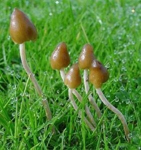 Можно ли есть сырые маслята