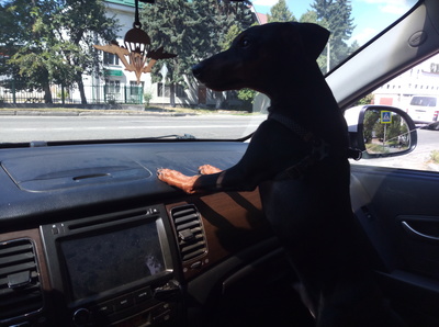 пинчер отношения с кошками. Смотреть фото пинчер отношения с кошками. Смотреть картинку пинчер отношения с кошками. Картинка про пинчер отношения с кошками. Фото пинчер отношения с кошками пинчер отношения с кошками. Смотреть фото пинчер отношения с кошками. Смотреть картинку пинчер отношения с кошками. Картинка про пинчер отношения с кошками. Фото пинчер отношения с кошками