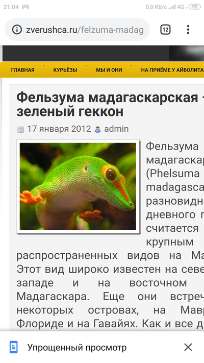 Можно ли завести черепаху если есть кошка
