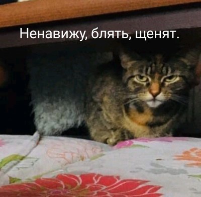 вот так выглядит ревность кот. Смотреть фото вот так выглядит ревность кот. Смотреть картинку вот так выглядит ревность кот. Картинка про вот так выглядит ревность кот. Фото вот так выглядит ревность кот