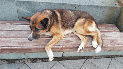 что случилось с мухтаром в ялте. 1576330682149132473. что случилось с мухтаром в ялте фото. что случилось с мухтаром в ялте-1576330682149132473. картинка что случилось с мухтаром в ялте. картинка 1576330682149132473. что случилось с мухтаром в ялте. 1576330682149132473. что случилось с мухтаром в ялте фото. что случилось с мухтаром в ялте-1576330682149132473. картинка что случилось с мухтаром в ялте. картинка 1576330682149132473.