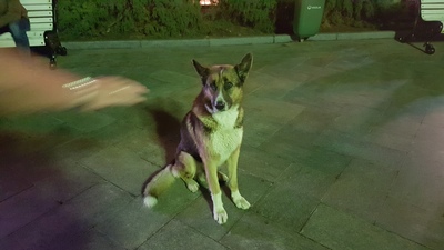 что случилось с мухтаром в ялте. 1576330683294111415. что случилось с мухтаром в ялте фото. что случилось с мухтаром в ялте-1576330683294111415. картинка что случилось с мухтаром в ялте. картинка 1576330683294111415. что случилось с мухтаром в ялте. 1576330683294111415. что случилось с мухтаром в ялте фото. что случилось с мухтаром в ялте-1576330683294111415. картинка что случилось с мухтаром в ялте. картинка 1576330683294111415.