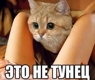 Тунец скумбриевидный что это. Тунец скумбриевидный что это фото. картинка Тунец скумбриевидный что это. смотреть фото Тунец скумбриевидный что это. смотреть картинку Тунец скумбриевидный что это.