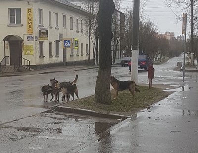 видео а ты знаешь что соседская собака беременна. Смотреть фото видео а ты знаешь что соседская собака беременна. Смотреть картинку видео а ты знаешь что соседская собака беременна. Картинка про видео а ты знаешь что соседская собака беременна. Фото видео а ты знаешь что соседская собака беременна