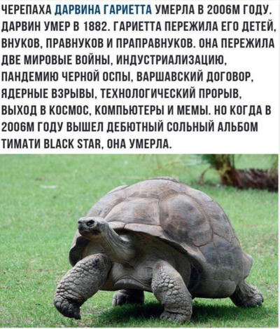 какая самая старая черепаха в мире. Смотреть фото какая самая старая черепаха в мире. Смотреть картинку какая самая старая черепаха в мире. Картинка про какая самая старая черепаха в мире. Фото какая самая старая черепаха в мире