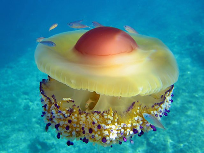 Ожоги от португальского кораблика фото