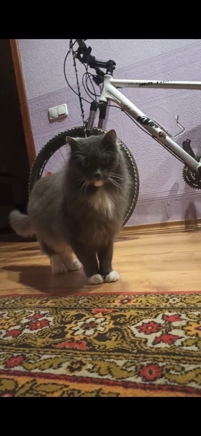 Иллюстрация к комментарию