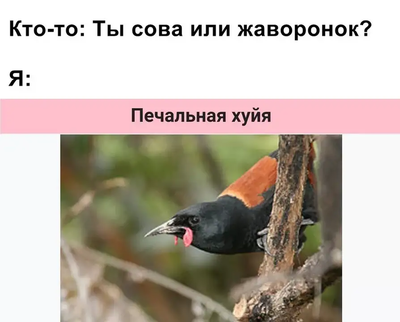 Komentář ilustrace