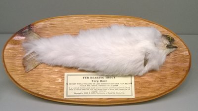 рыба в шубе живая. Смотреть фото рыба в шубе живая. Смотреть картинку рыба в шубе живая. Картинка про рыба в шубе живая. Фото рыба в шубе живая рыба в шубе живая. Смотреть фото рыба в шубе живая. Смотреть картинку рыба в шубе живая. Картинка про рыба в шубе живая. Фото рыба в шубе живая