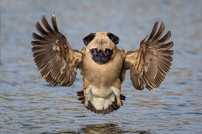 курица с зубами и хвостом. Смотреть фото курица с зубами и хвостом. Смотреть картинку курица с зубами и хвостом. Картинка про курица с зубами и хвостом. Фото курица с зубами и хвостом курица с зубами и хвостом. Смотреть фото курица с зубами и хвостом. Смотреть картинку курица с зубами и хвостом. Картинка про курица с зубами и хвостом. Фото курица с зубами и хвостом