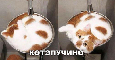 Вы что хотите кушац мем. Смотреть фото Вы что хотите кушац мем. Смотреть картинку Вы что хотите кушац мем. Картинка про Вы что хотите кушац мем. Фото Вы что хотите кушац мем