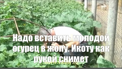 вся правда об огурцах. Смотреть фото вся правда об огурцах. Смотреть картинку вся правда об огурцах. Картинка про вся правда об огурцах. Фото вся правда об огурцах