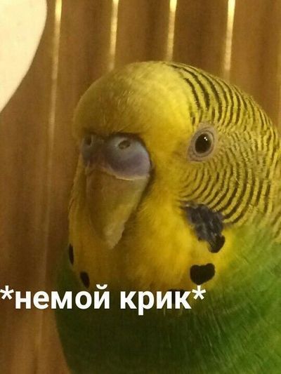 жизнь малина что значит. Смотреть фото жизнь малина что значит. Смотреть картинку жизнь малина что значит. Картинка про жизнь малина что значит. Фото жизнь малина что значит