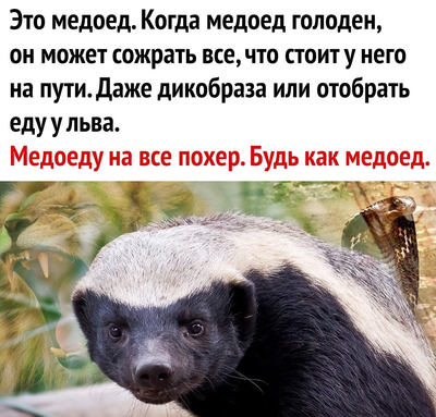медоед кусает за яйца. 162859256919349353. медоед кусает за яйца фото. медоед кусает за яйца-162859256919349353. картинка медоед кусает за яйца. картинка 162859256919349353. Самое бесстрашное и живучее хищное животное Африки.