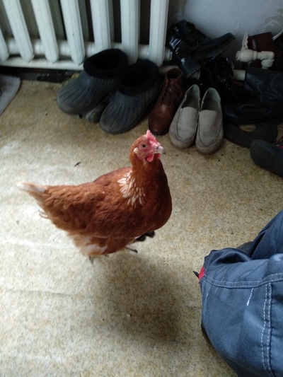 ����������� � �����������