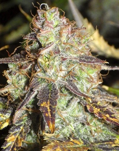 1637119979110099752 Как выглядит все под микроскопом