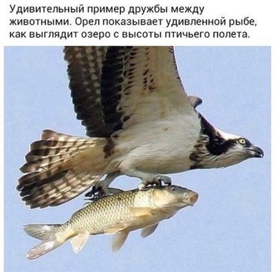 Спасти рядового райана что такое фубар. Смотреть фото Спасти рядового райана что такое фубар. Смотреть картинку Спасти рядового райана что такое фубар. Картинка про Спасти рядового райана что такое фубар. Фото Спасти рядового райана что такое фубар