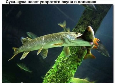 Спасти рядового райана что такое фубар. Смотреть фото Спасти рядового райана что такое фубар. Смотреть картинку Спасти рядового райана что такое фубар. Картинка про Спасти рядового райана что такое фубар. Фото Спасти рядового райана что такое фубар