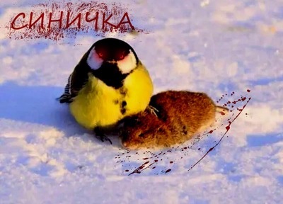 1640523909115261103 Мем я ем как птичка