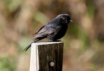 1640536825114028354 Мем я ем как птичка