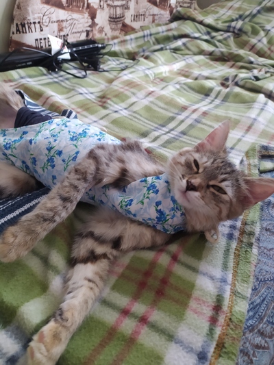 Иллюстрация к комментарию