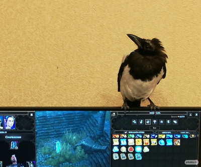 Иллюстрация к комментарию