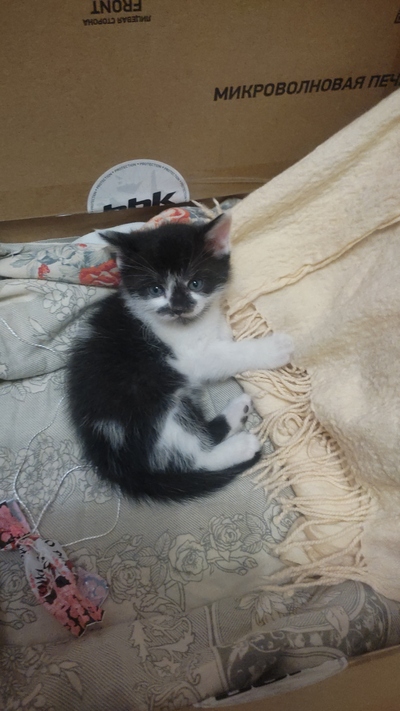 Иллюстрация к комментарию