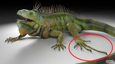 Иллюстрация к комментарию