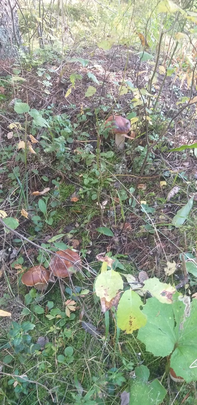 Иллюстрация к комментарию