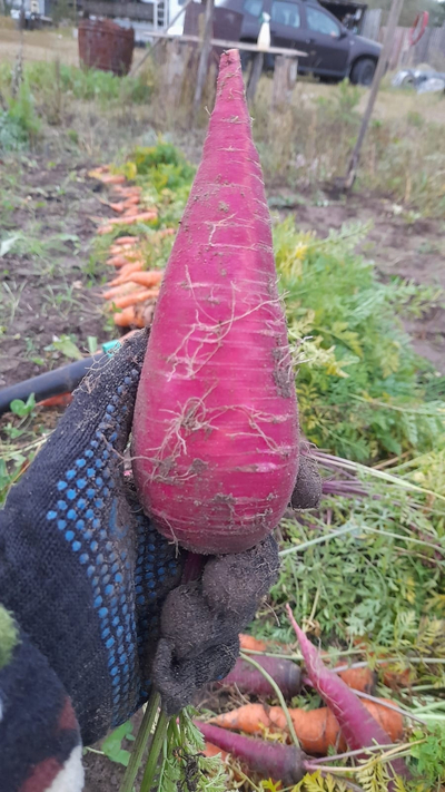 Komentář ilustrace