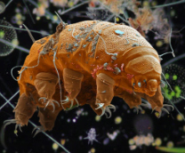 ��������� �������������