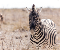 ������� 2019